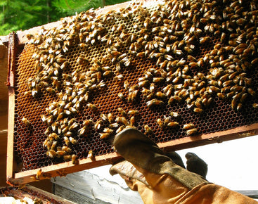 Bee Friendly