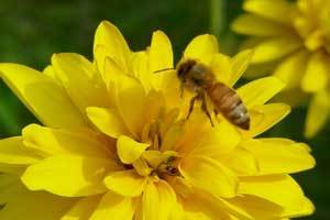 a honey bee on a bright yellow flower