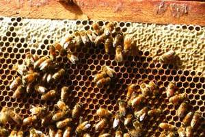 a group of bees on a honeycomb