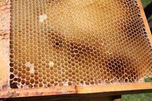 a close up photo of a honeycomb 
