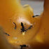 Are Beeswax Candles Dripless? 4 Common Burning Mistakes to Avoid