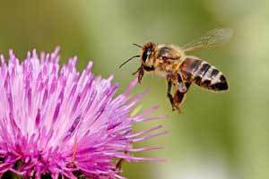 A World With no Honey Bee Pollination...