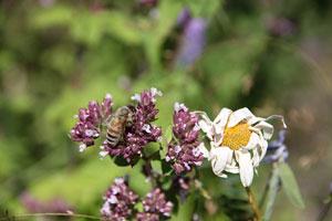 Beeswax Honey Candles - Save the Bees