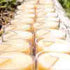 Beeswax Tealight Candles - Things to Know