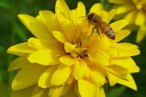 A bee on  a yellow flower Celebrate Bee Month with Honey Candles