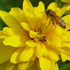 Celebrate Bee Month with Honey Candles