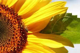 Celebrate the Honey Bees