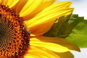 close up shot of a couple of sunflower petals