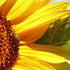 Celebrate the Honey Bees