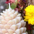 Color Your Beeswax Candles Fall