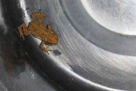 Honey Candles Staff take a Day to Help Western Toads