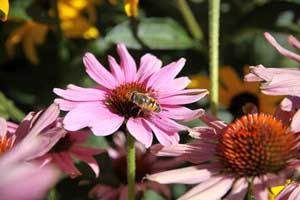 a bee on a purple flower in a field