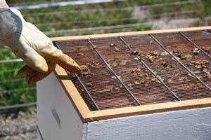 Honey Candles Visiting Martina's Honey Bees - Part Two