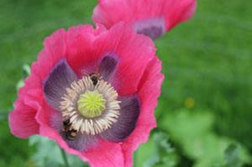 Bee Friendly in May