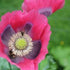 Bee Friendly in May
