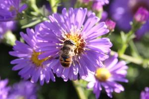 a bee on a vibrant purple flower