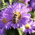 University of Guelph Honey Bee Centre
