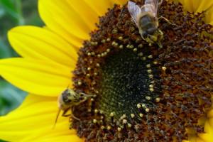 4 Easy Ways to Help Save the Bees
