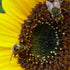 4 Easy Ways to Help Save the Bees