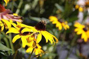 a filed of yellow flowers with bees landing on them