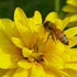 How do bees benefit all living creatures?