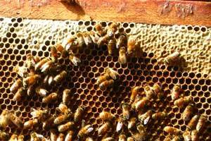 How is beeswax made?