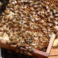 Why We Choose Canadian Beeswax for Our Candles