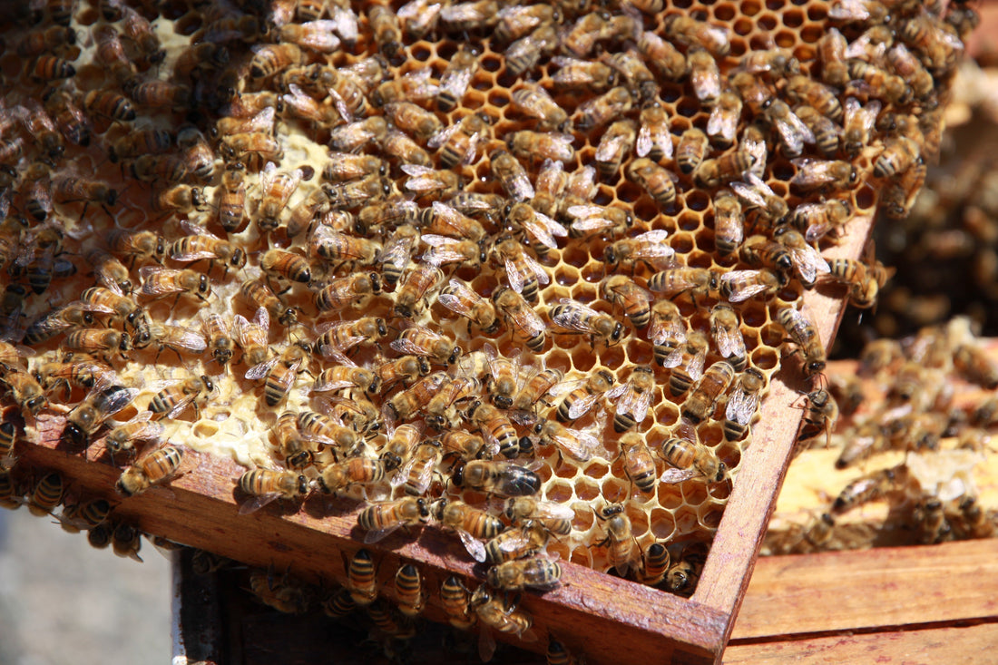 Why We Choose Canadian Beeswax for Our Candles