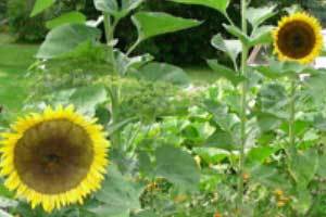 two large sunflowers in the field