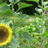 Six Reasons for the Honey Candles ®  staff to Celebrate Their 'Green Thumbs'