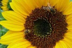 two honey bees on a sunflower