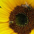 Save the Bees Program 2016