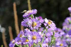 Thank you for Supporting Honey Candles 'Save The Bees' Program