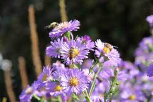 Thank you for Supporting Honey Candles 'Save The Bees' Program
