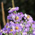 Thank you for Supporting Honey Candles 'Save The Bees' Program
