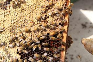 Honey bees on a honeycomb