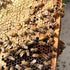 This Earth Day What Are You Going to do for the Honey Bees?