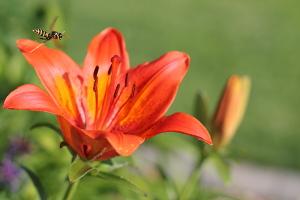 Honey Bees and Other Pollinators