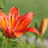 Honey Bees and Other Pollinators