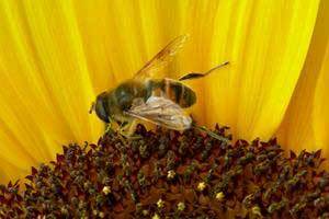 cute honey bee on a sunflower