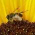 We love Honey Bees!