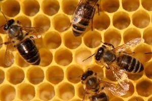 honey bees working on the honeycomb