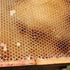 What is Beeswax?
