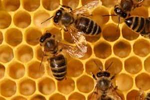 close up photo of bees on a honeycomb