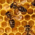 Why Honey Candles is supporting bee research