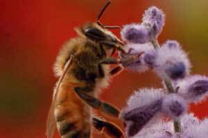 close up shot of a honey bee on a purple flower save the bees