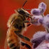 Why do honey bees need our help?