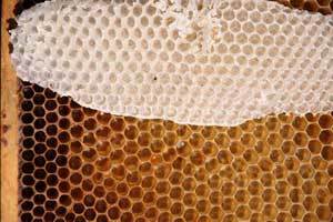 beeswax on a honeycomb