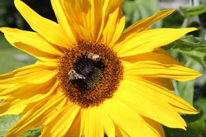 two honey bees on a large sunflower
