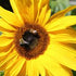 The Effect of Producing Soy Wax on Honey Bees